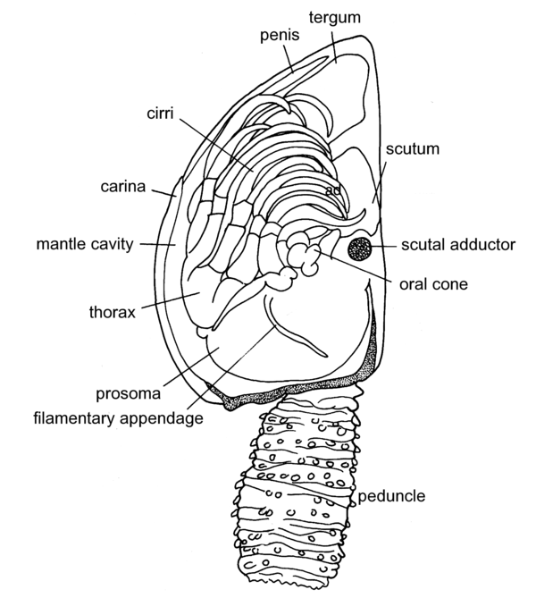 Oral cone