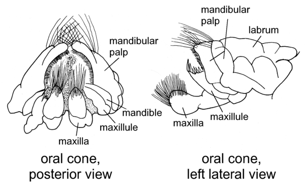 Oral cone