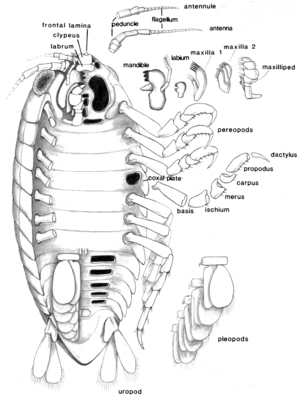 Isopoda Illustration