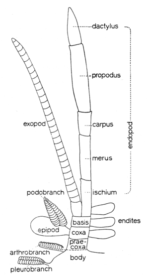 Dactylus Illustration