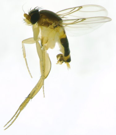Dohrniphora cornuta
