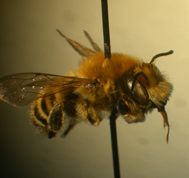 Megachile wheeleri male (USDA)