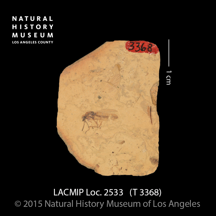 Bibio rottensis LACMIP Type 3383 LACMIP Loc. 2533