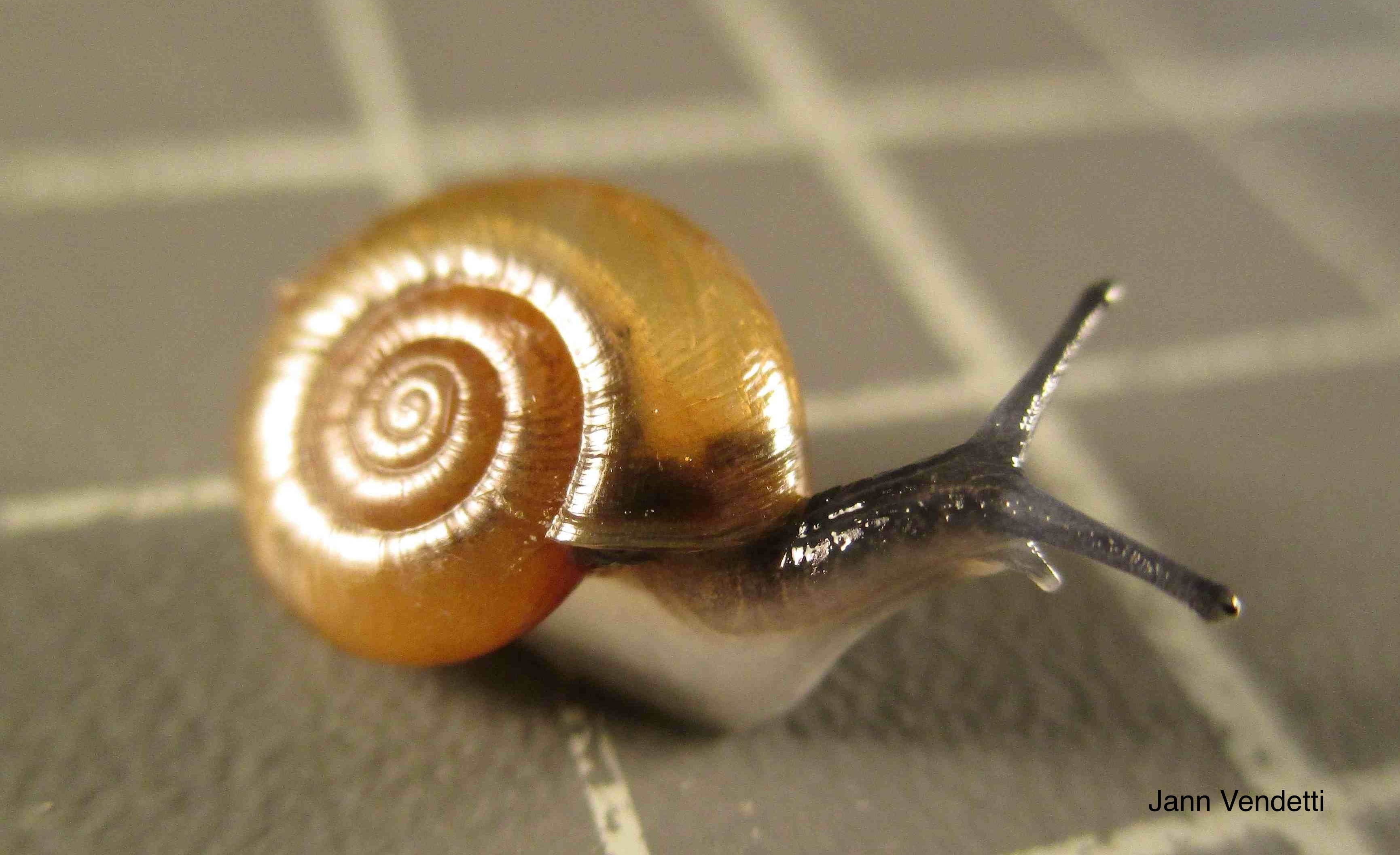 snail with scale_small_file
