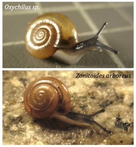 Oxychilus and ZonitoidesA