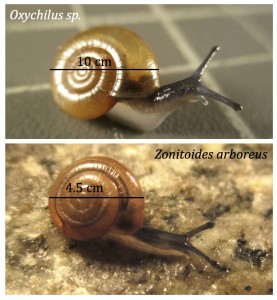 Oxychilus and Zonitoides_size_A