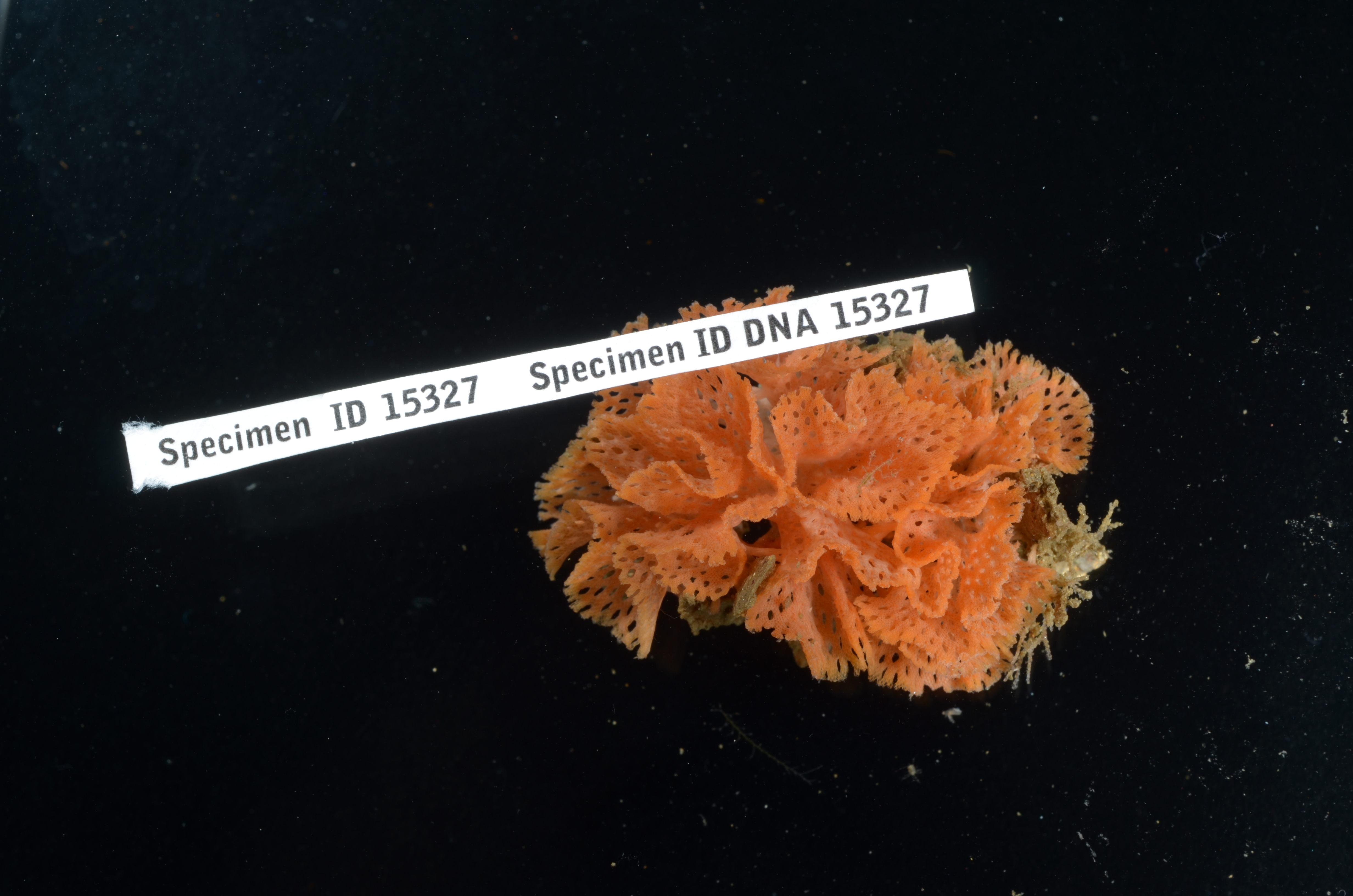 Phidolopora