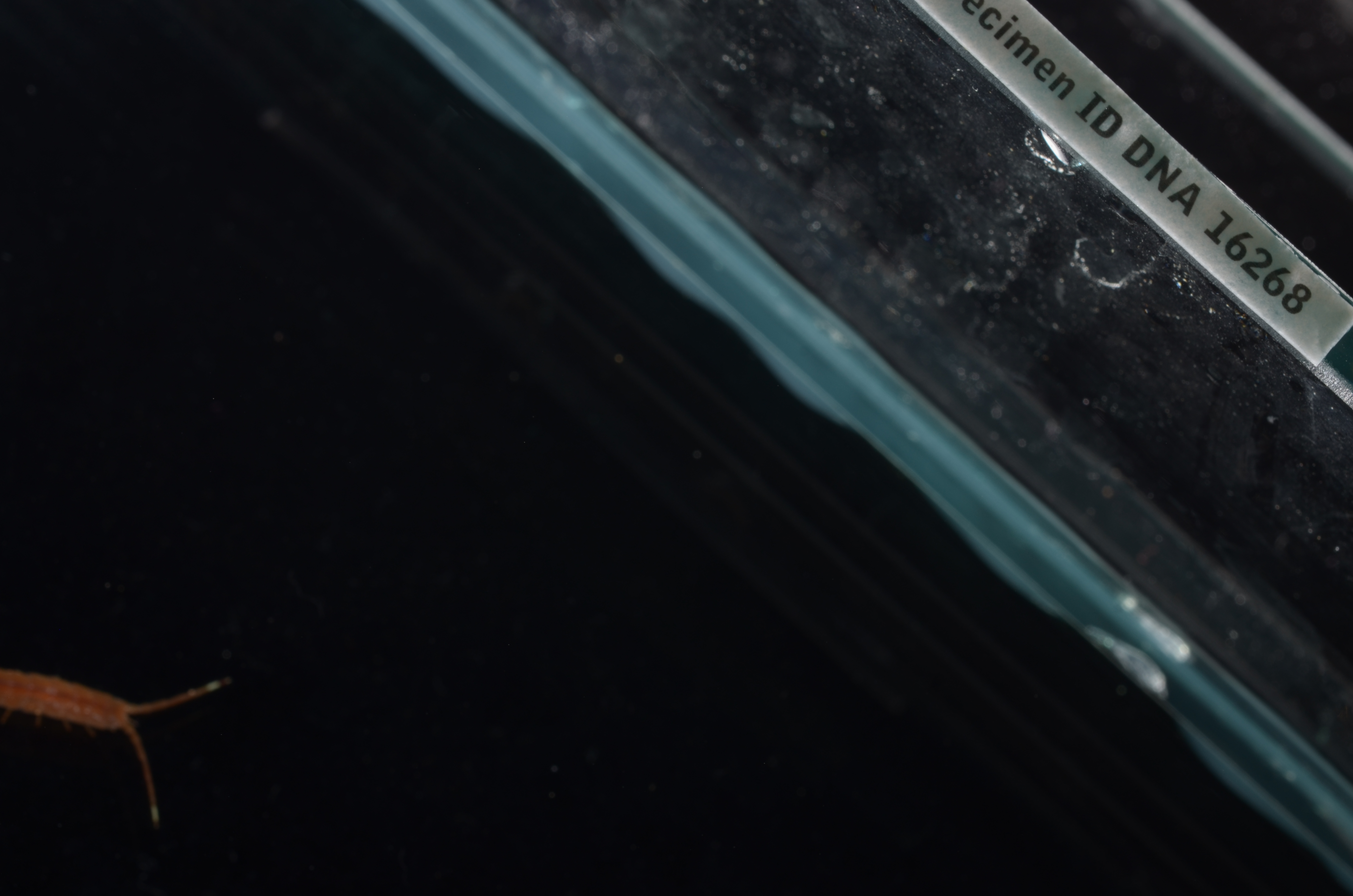 Pentidotea kirchanskii thumbnail