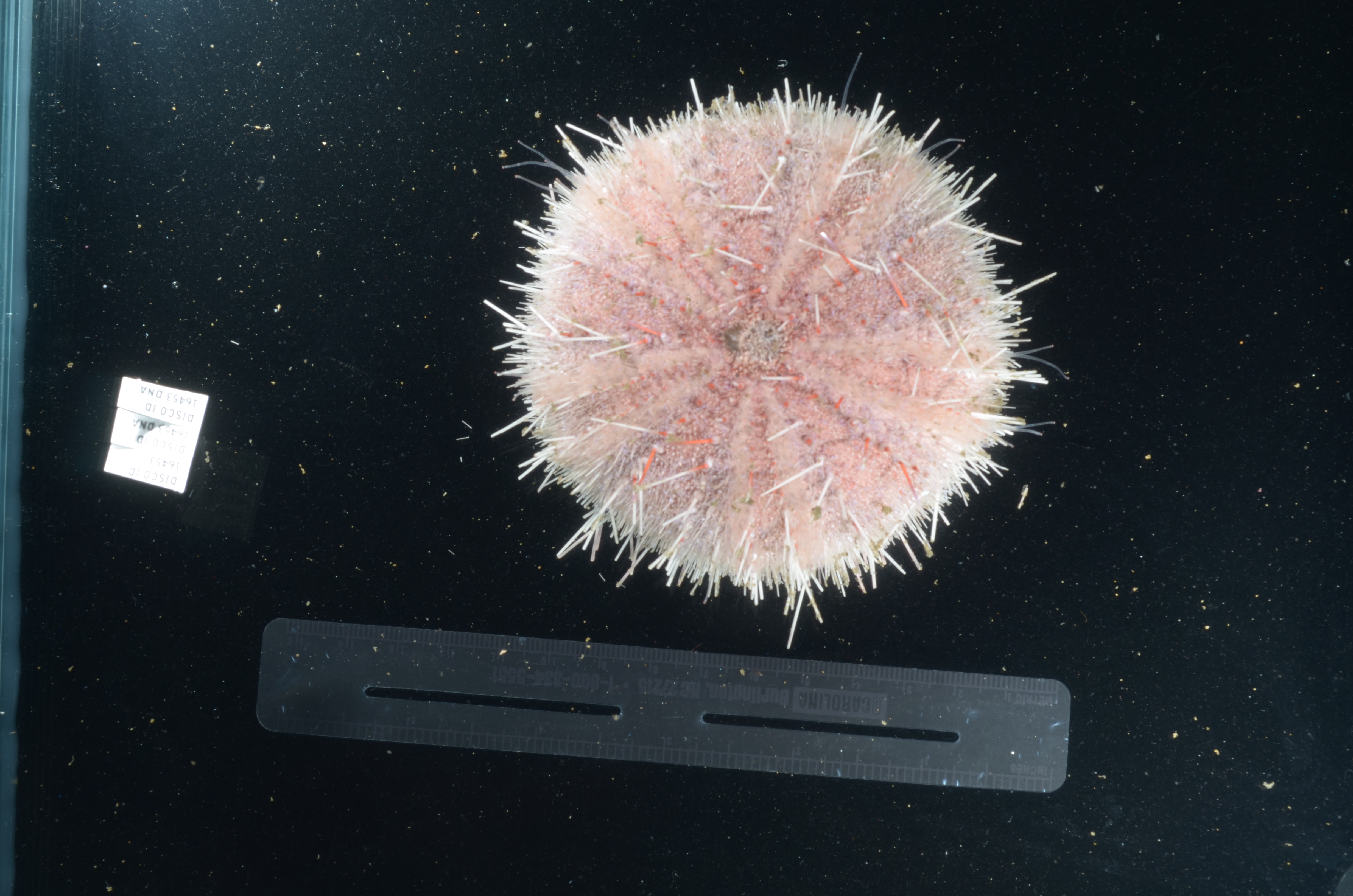 Strongylocentrotus fragilis thumbnail