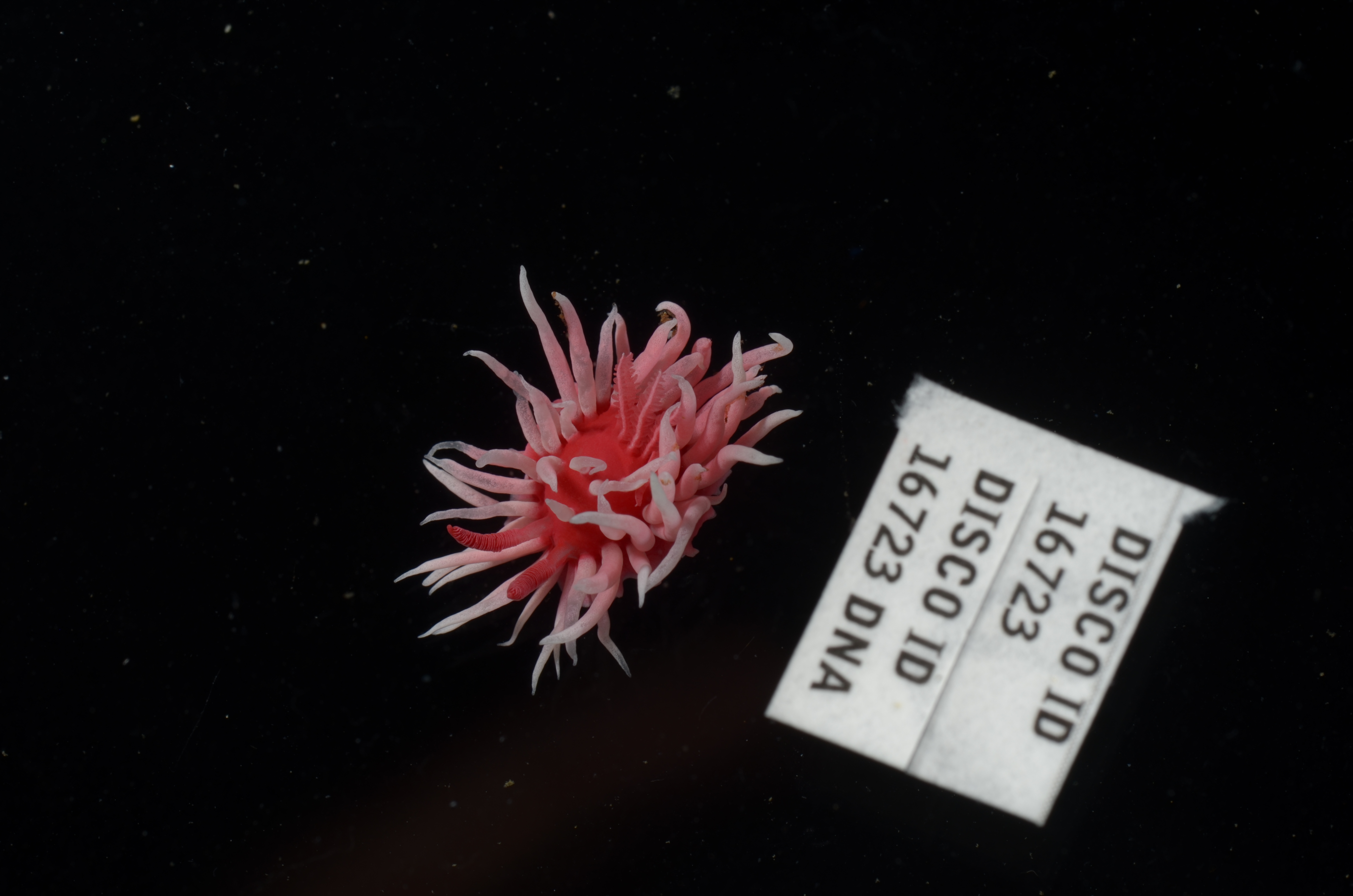 Okenia rosacea thumbnail