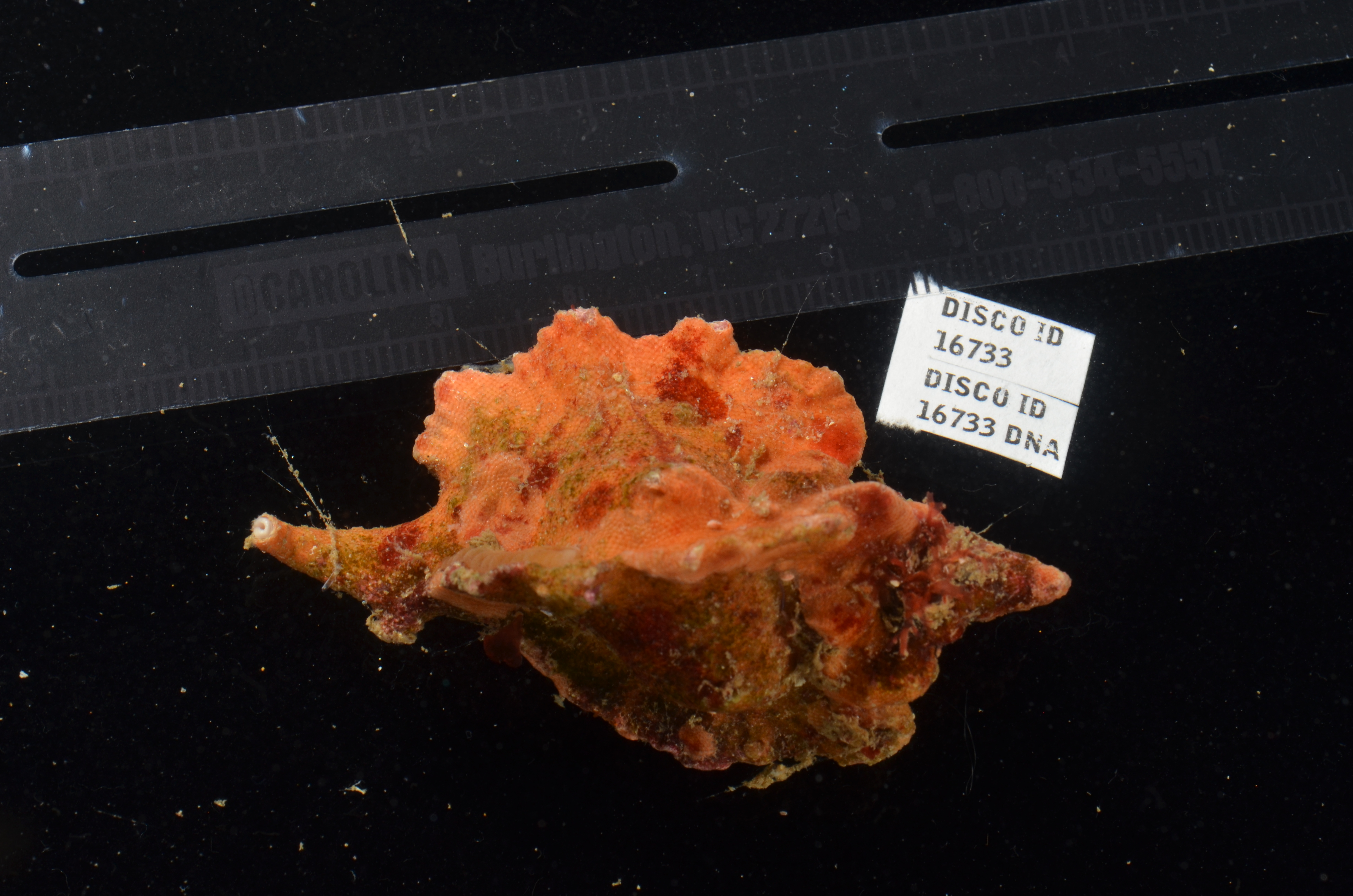 Pteropurpura macroptera thumbnail