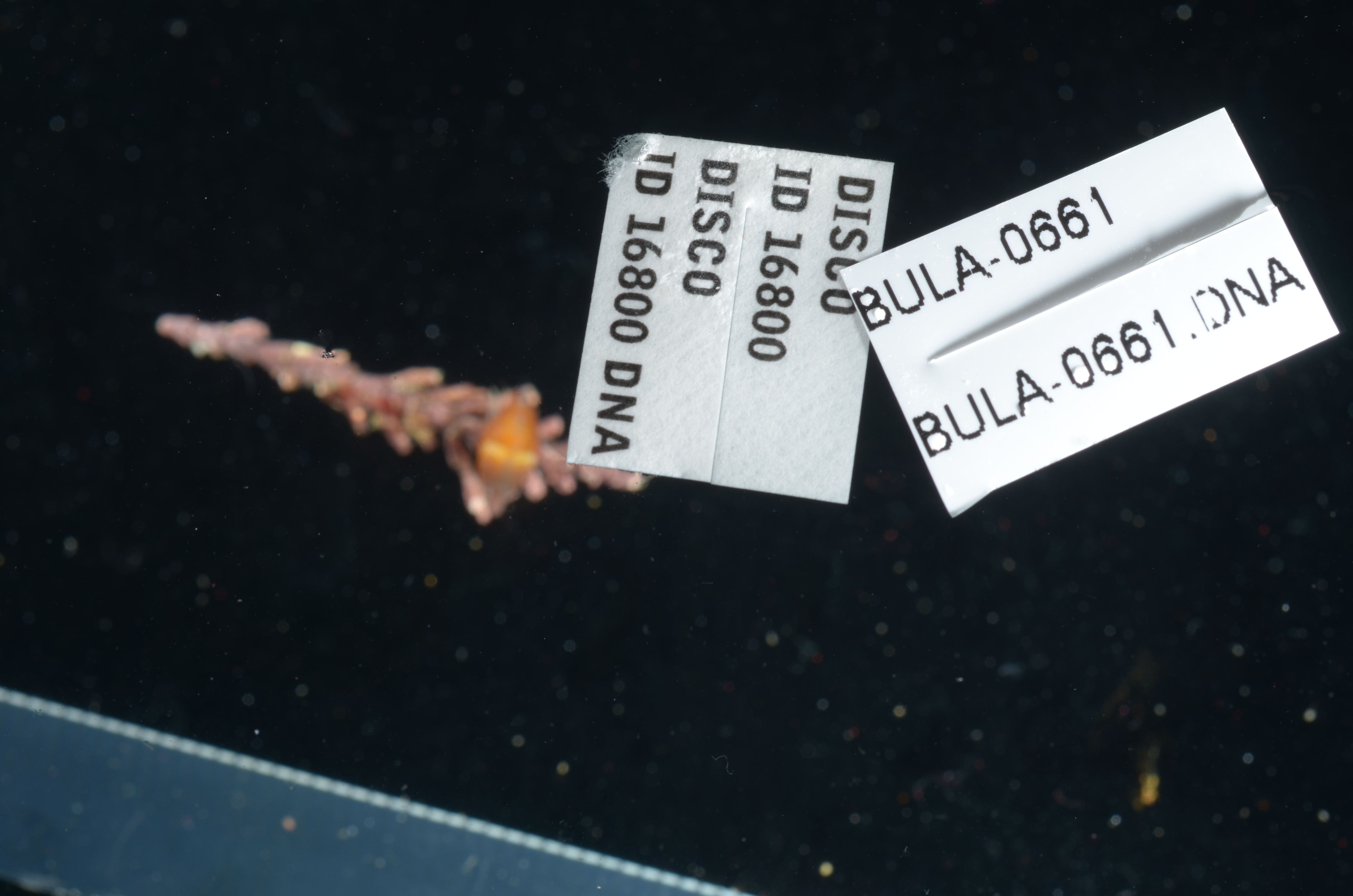 Thorlaksonius platypus thumbnail