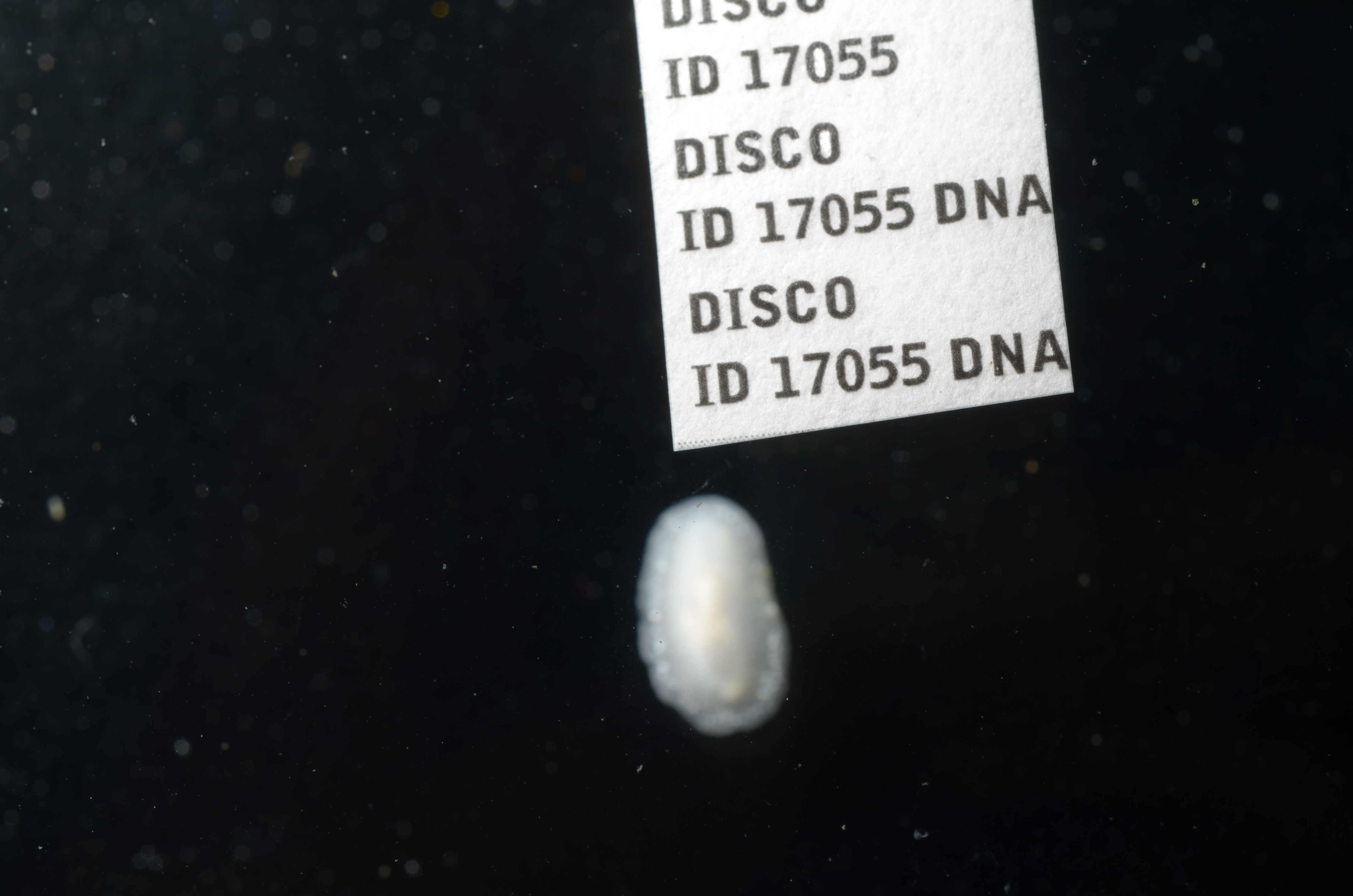 Conualevia alba