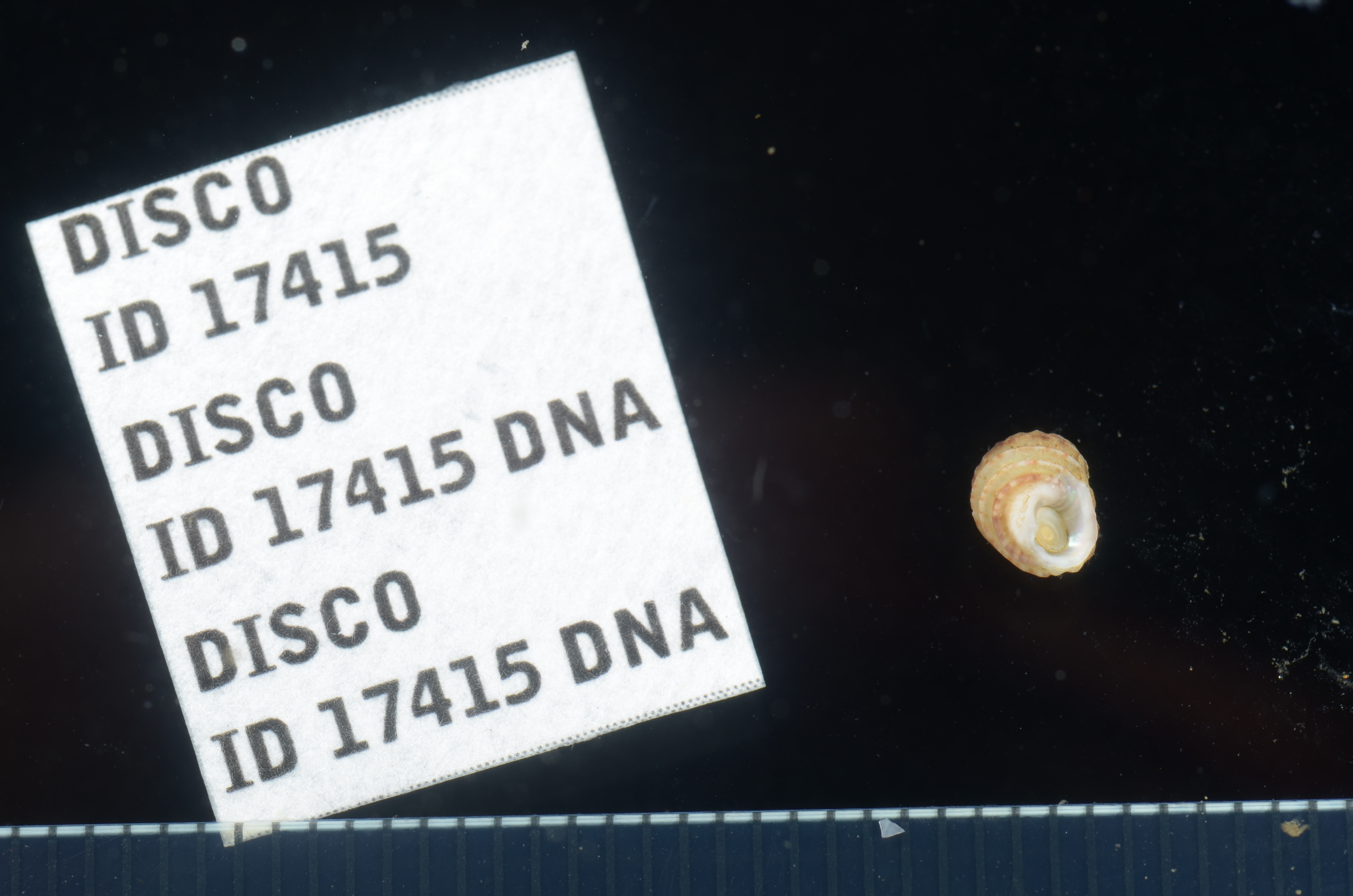 Homalopoma radiatum thumbnail