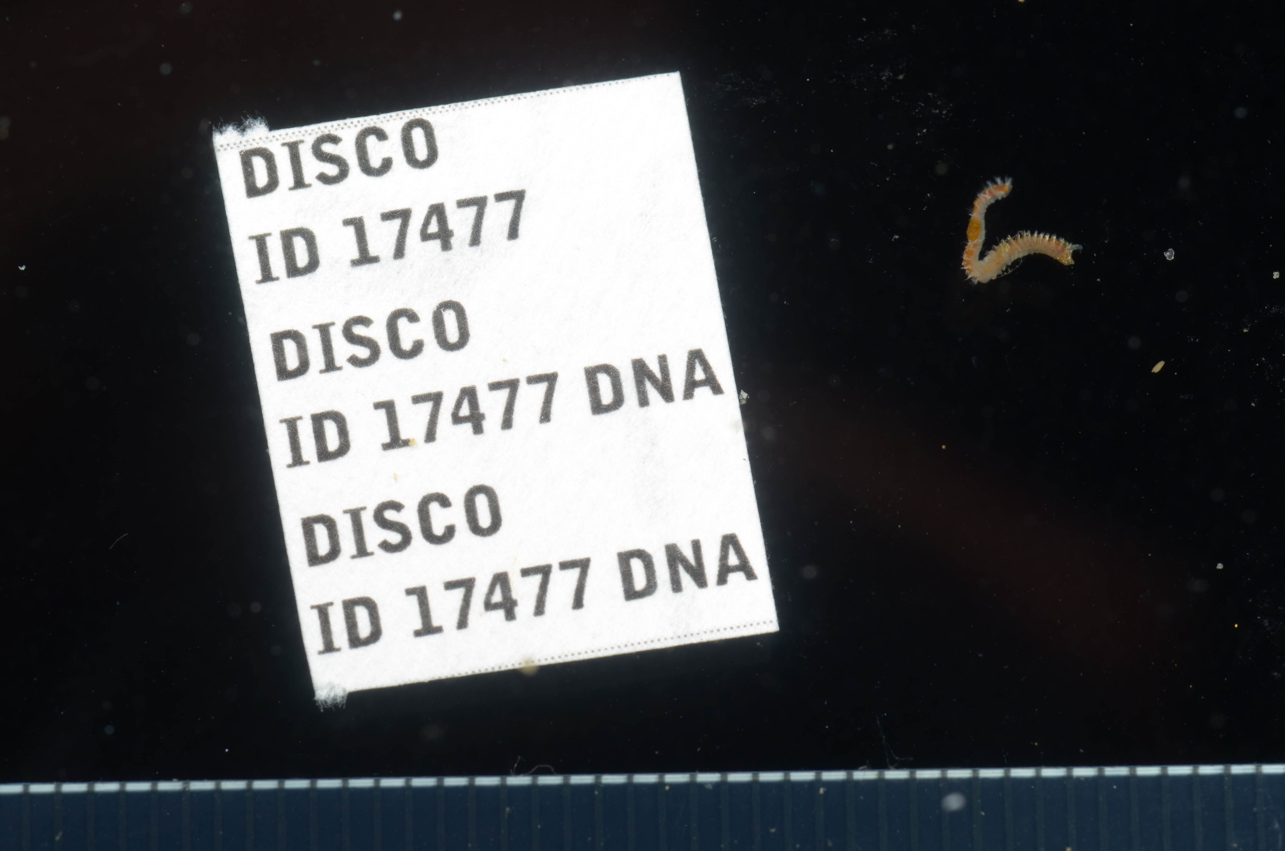 Microspio