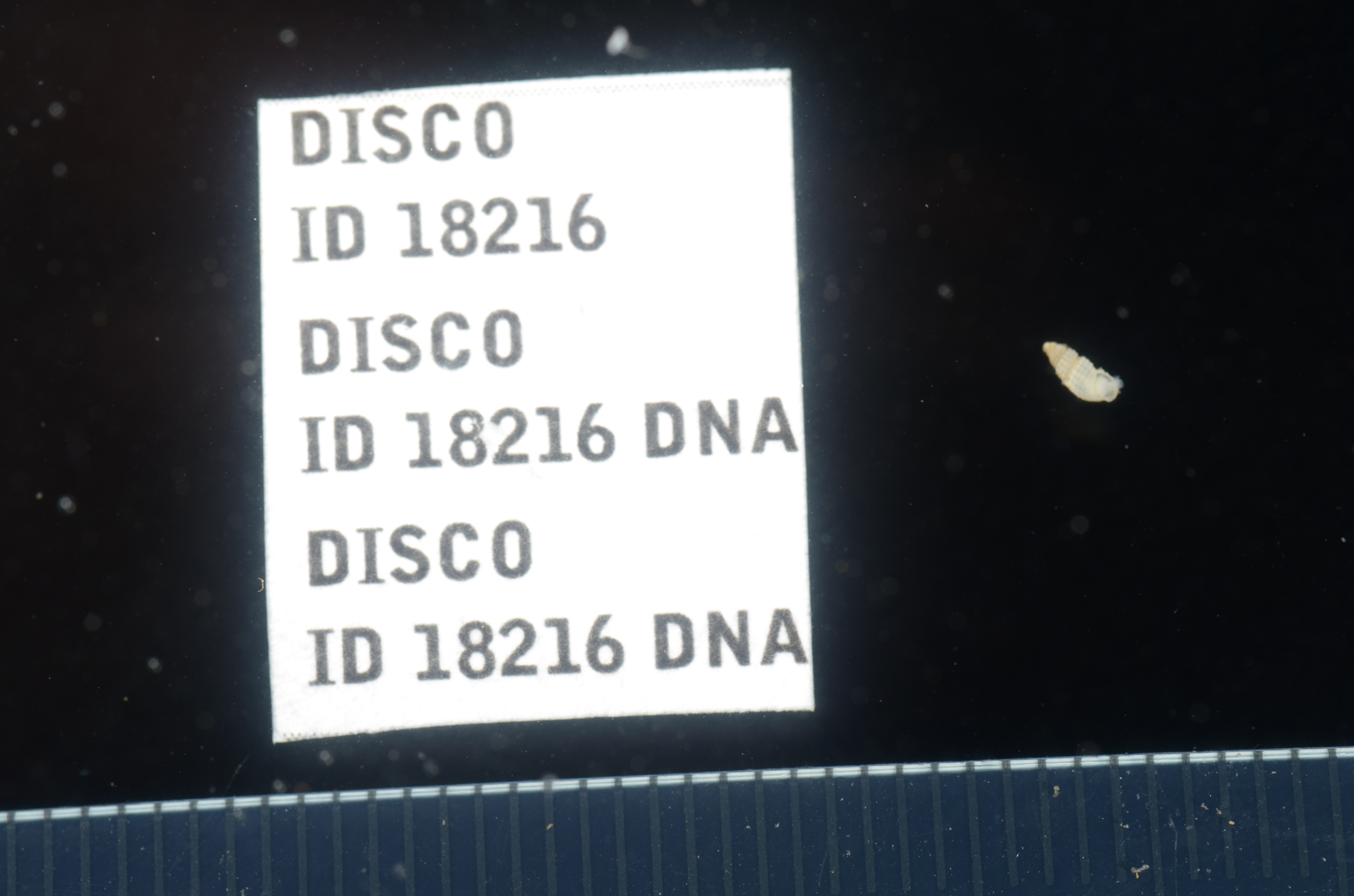 Odostomia ritteri thumbnail