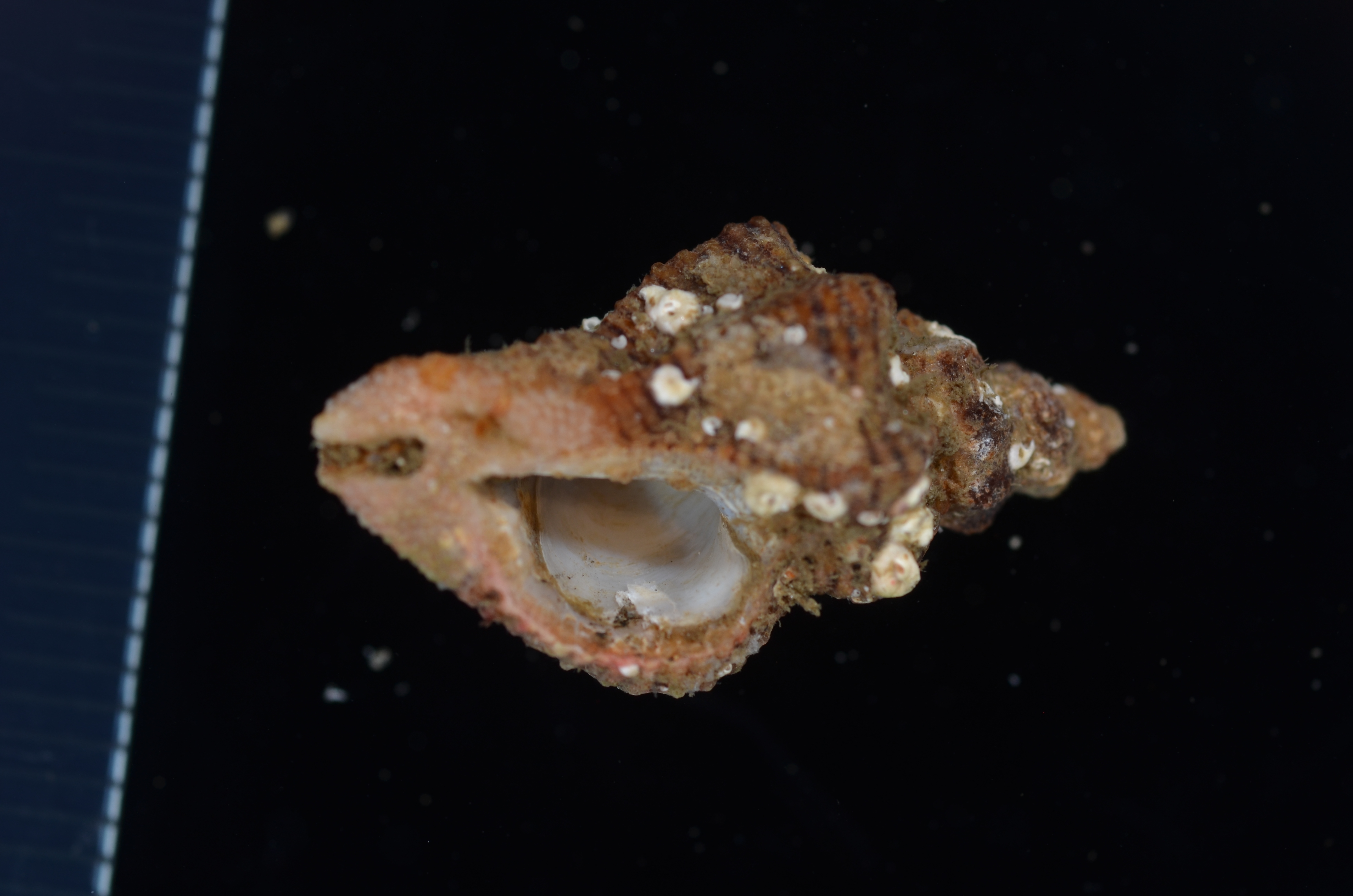 Crepidula perforans