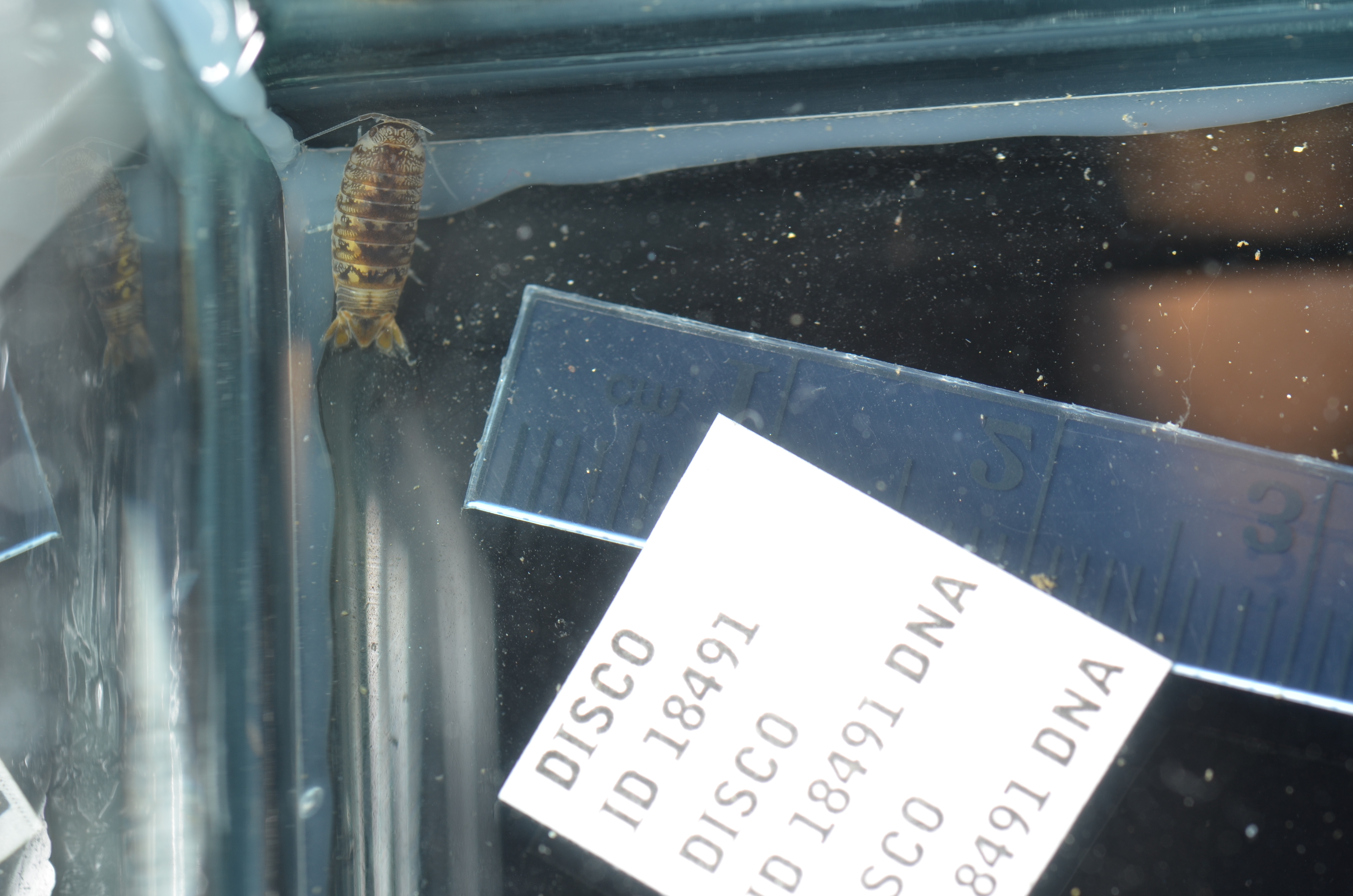 Eurydice caudata