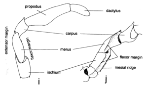 Dactylus Illustration