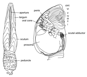 Oral cone Illustration