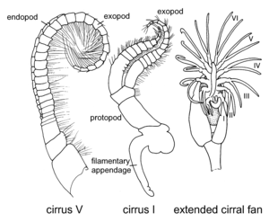 Endopod Illustration