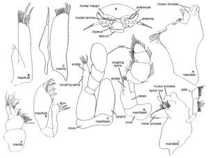 Molar process Illustration