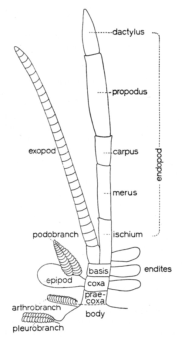 Propodus