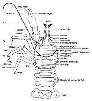 Abdominal segment Illustration