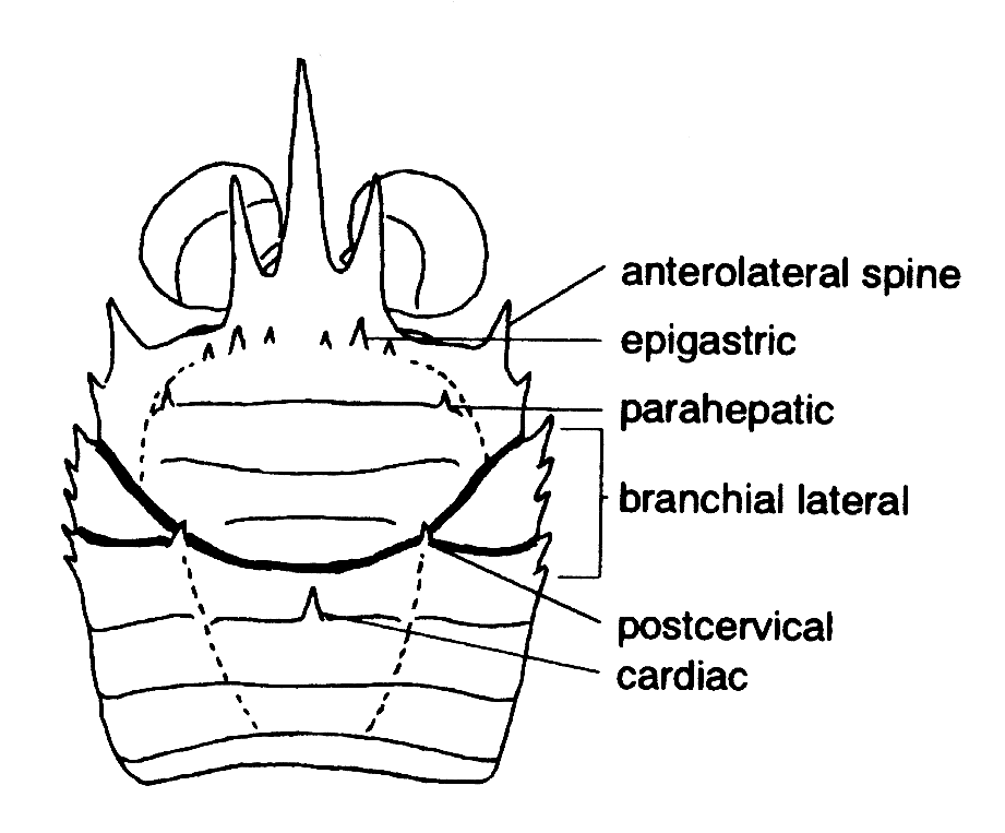 Carapace