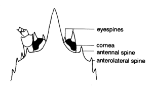 Antennal spine Illustration