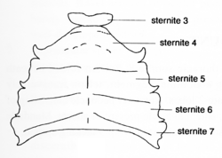 Sternite Illustration