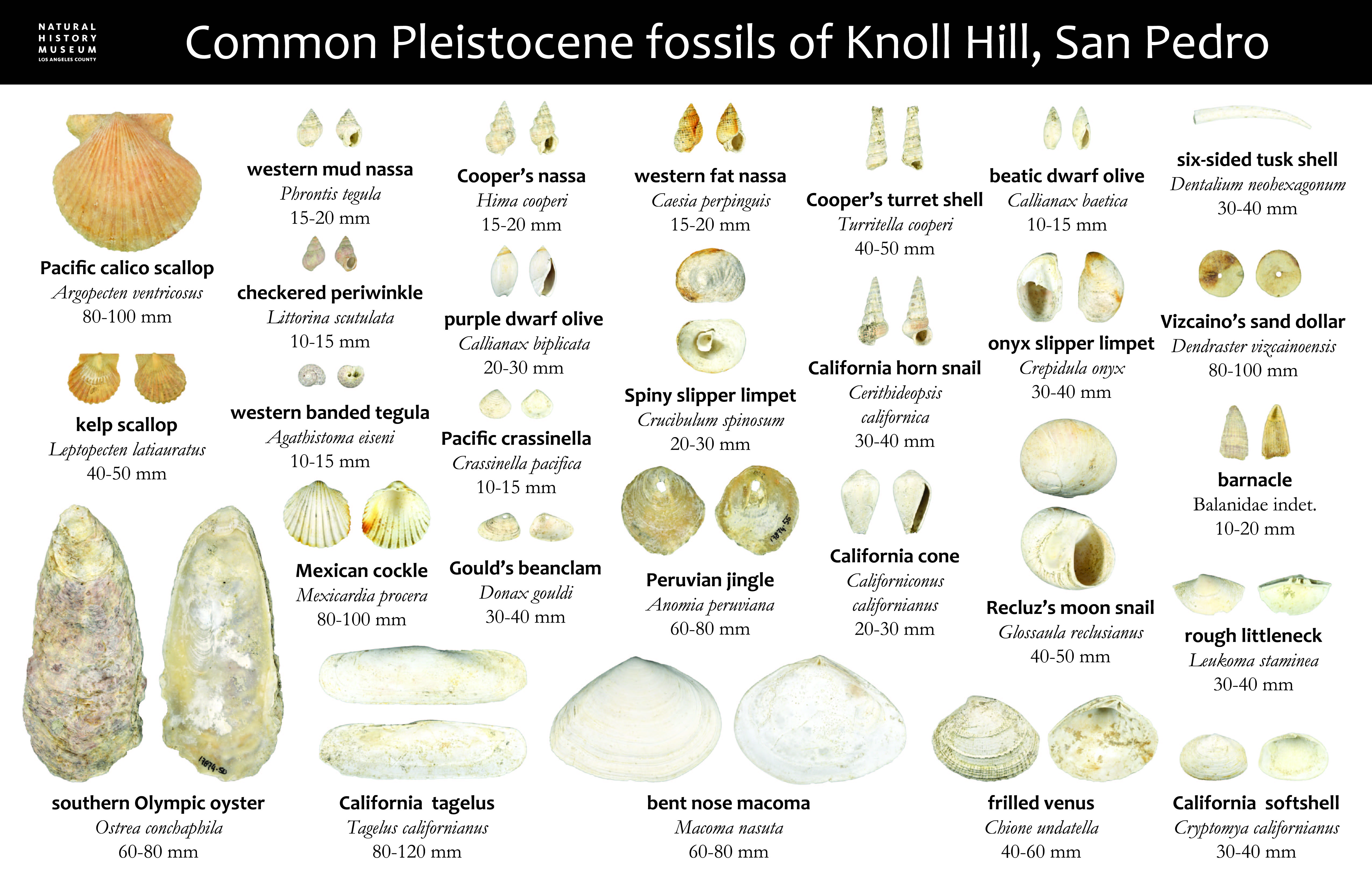 Resources Invertebrate Paleontology NHM