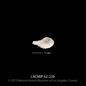 Cardiomya pectinata
Timms Point Silt
LACMIP 62-243