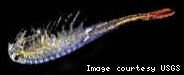 Brine shrimp (Anostraca)